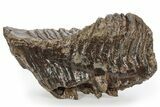 Fossil Woolly Mammoth Lower M Molar - Siberia #238762-3